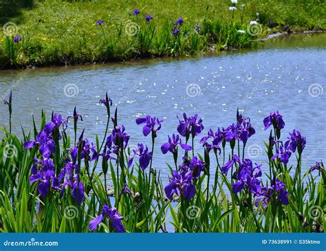 Flowering Iris in Japanese Garden, Kyoto Japan. Stock Image - Image of ...