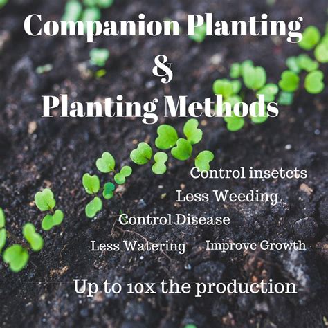 Companion Planting & Planting Methods to save time and space, 14475 S ...