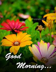 Image result for Good Morning with Spring Flowers Images