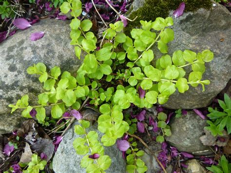 Creeping Jenny Ground Cover