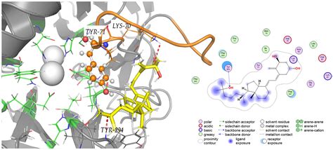 Calcitriol Induces Paraoxonase 1 Expression in HepG2 Cells: Possible ...