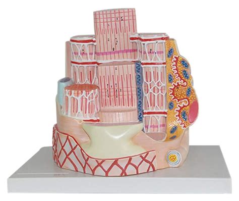 Buy Human Anatomy Science Models Skeletal Muscle Fiber Model and ...