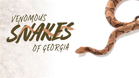 Snakes In Georgia Poisonous