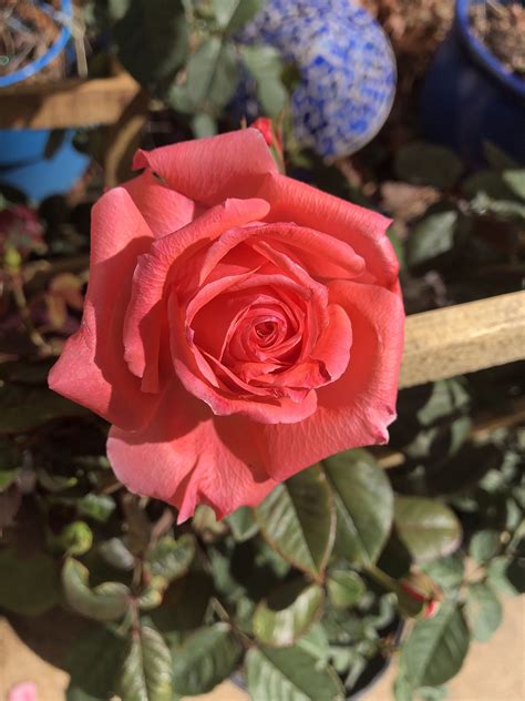 America Climbing Rose Plant Rosa 'JACclam'