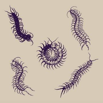 Centipede flashtattoo | Premium Vector
