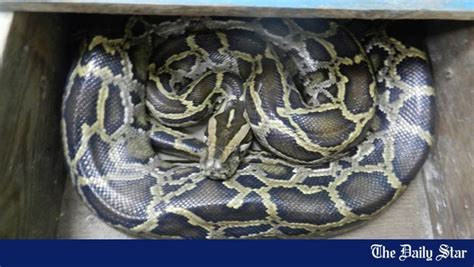 Image result for Python Swallows Bobcat