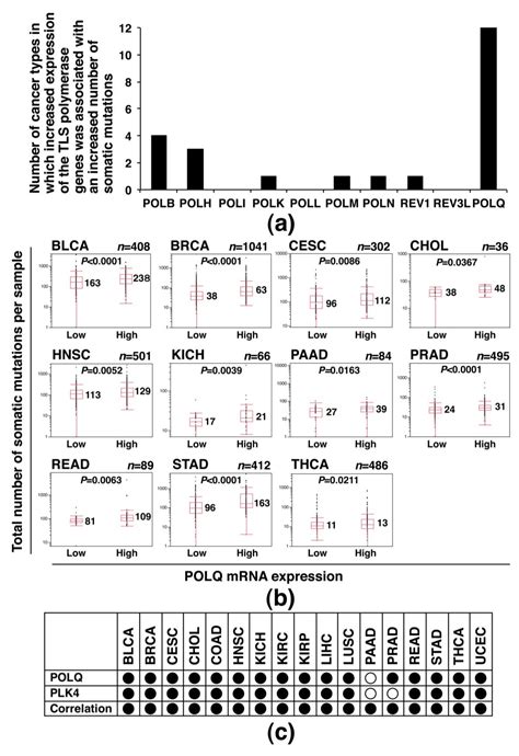 POLQ Overexpression Is Associated with an Increased Somatic Mutation ...
