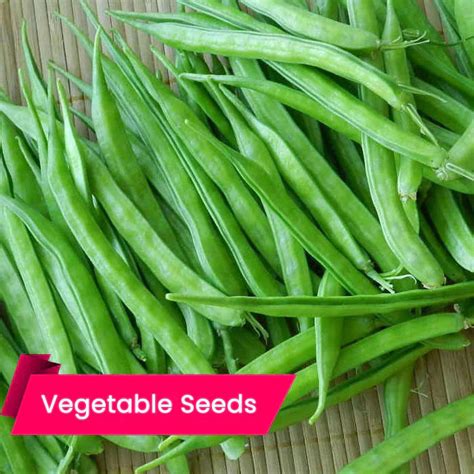 Buy Gwar - Cluster Beans (Kothamara) Seeds Online – High Germination ...