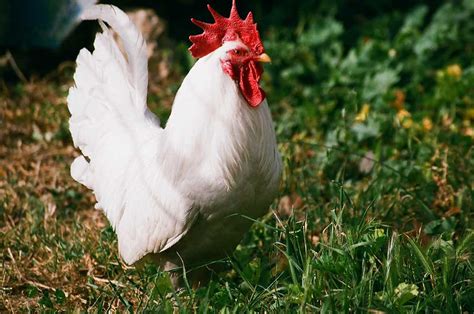 Image result for Animals Using Compouter