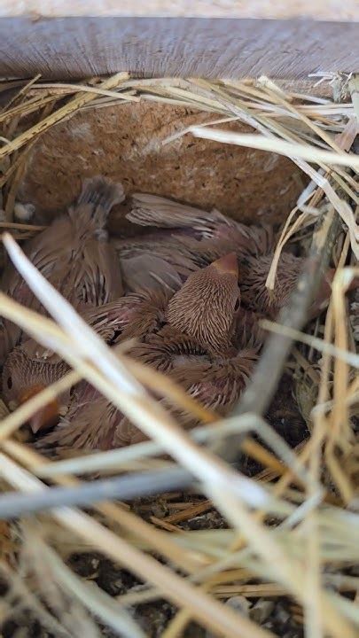 Image result for Fawn Java Sparrow