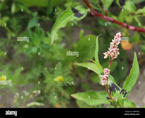 Blossoms of a redshank (Persicaria maculosa Stock Photo - Alamy