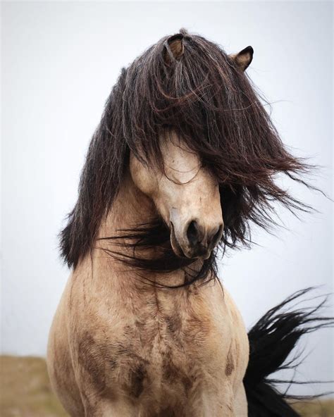 Gróði frá Álftársi Icelandic Horse - Only Registered Buckskin Roan ...