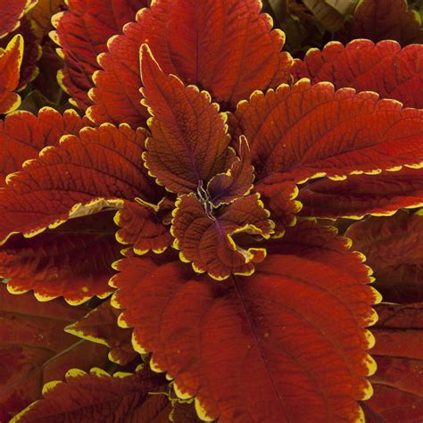 Coleus - Talavera - Malmborgs