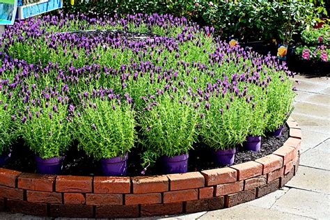 Growing Lavender in Pots: The Complete Guide - Gardening Latest
