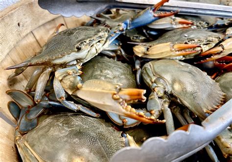 Live Blue Crabs - Number One Fish Market