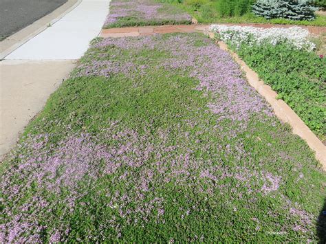 Creeping Thyme Lawn