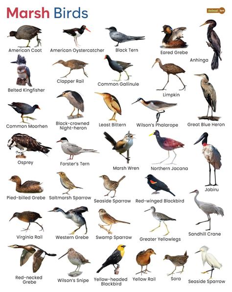 Marsh Birds - List, Facts, Pictures, and More