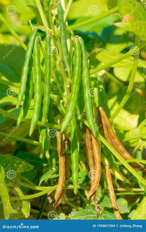 Mung bean fruits stock photo. Image of nature, eating - 195861204