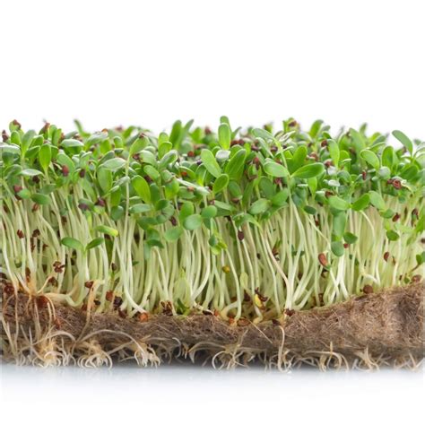 Buy Alfalfa Sprouts Seeds Online | Happy Valley Seeds