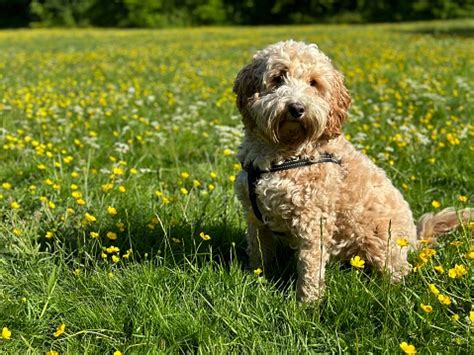 Image result for Cockapoo 1 Year Old
