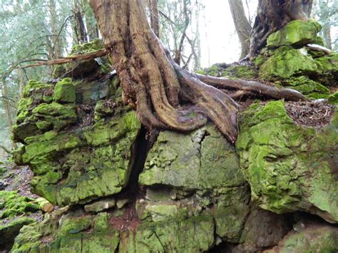Tree roots growing through rocks | Tree roots wallpaper, Tree, Tree roots
