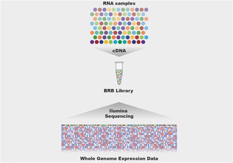 RNA Sequencing Method 的图像结果