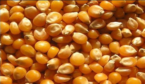 Ghana likely to face maize shortage by December – Agribusiness expert