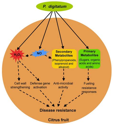 Citrus Postharvest Green Mold: Recent Advances in Fungal Pathogenicity ...