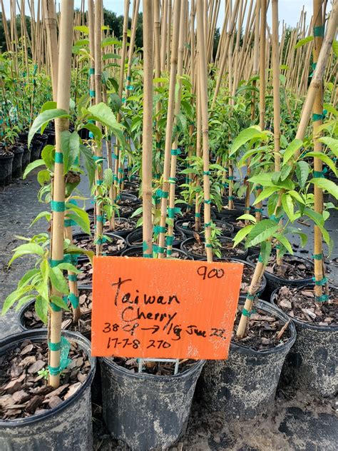 Taiwan Flowering Cherry Tree – Chestnut Hill Nursery