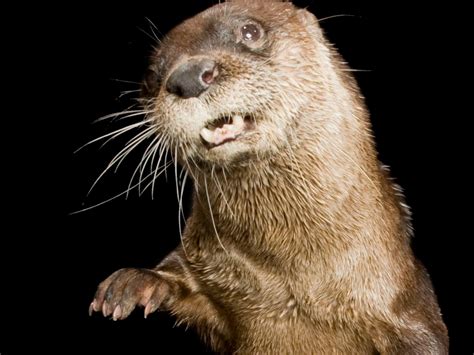 North American River Otter