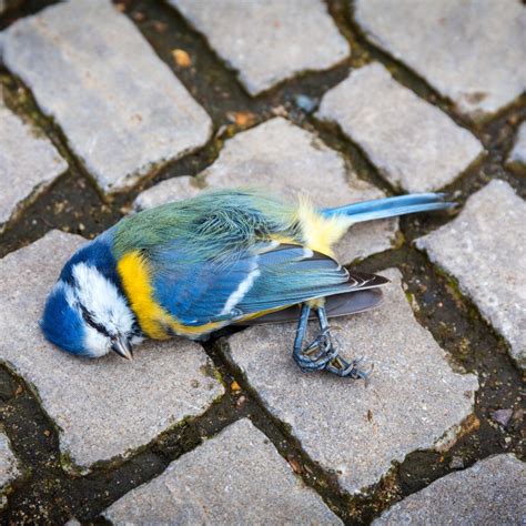 Biblical Meaning Of Dead Birds - Bible Wings