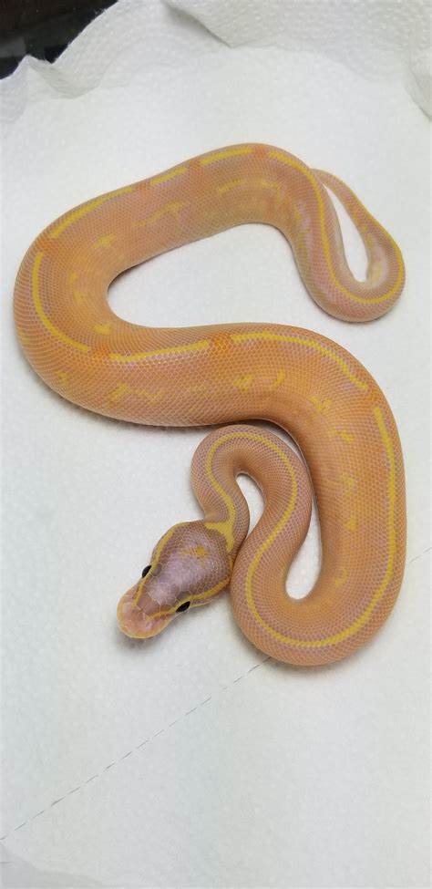 Highway Ball Python 的图像结果