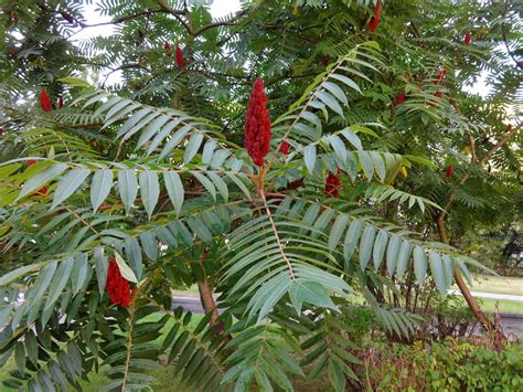Sumac Tree Identification 的图像结果