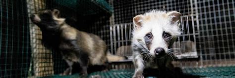 New Photos Show Culling on Finnish Fur Farms - FOUR PAWS International ...