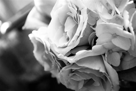 Elegant Black & White Flower Photography - HD Wallpaper by ...