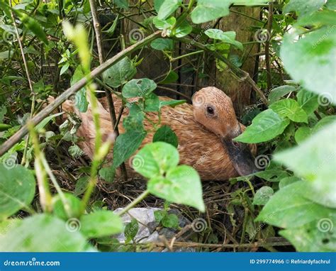 Why Do Ducks Incubate Their Eggs? Stock Photo - Image of ducks, farm ...