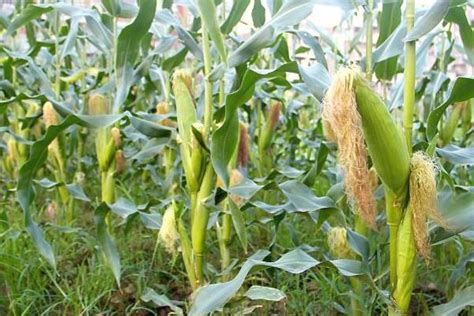 京科979玉米种简介，密度4000株/亩左右 - 新三农