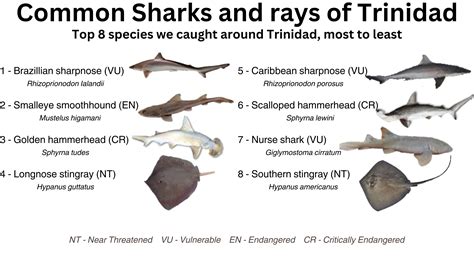 Common sharks & rays of Trinidad - Save Our Seas Foundation