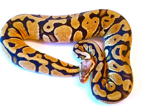 Image result for Pastel Red Stripe Ball Python