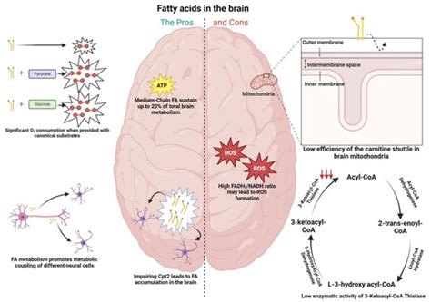 In the Brain, It Is Not All about Sugar