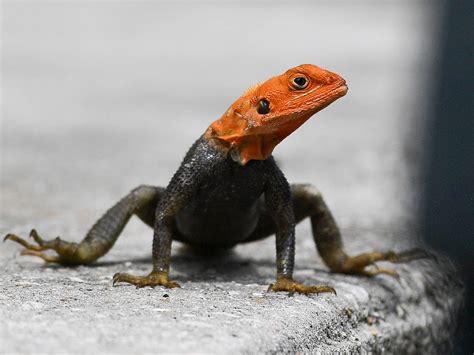 Agama Lizard A Tale Of Two (invasive) Lizards: University Of Florida