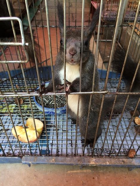 CC Rabbit Cage 的图像结果