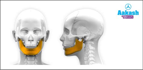 Human Skull in Biology: Definition, Types and Importance | AESL
