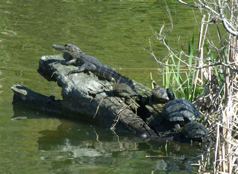 Harris Neck Refuge, Ga Alligators