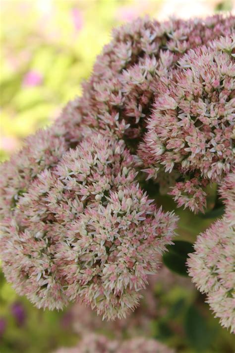 Sedum Autumn Fire 1g – Bosco's Garden Center
