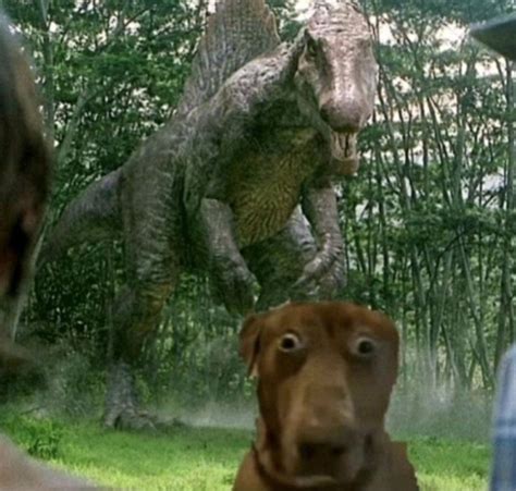 Pin by ... on Cute, random wallpapers or pfp ‍😘 | Dinosaur funny ...