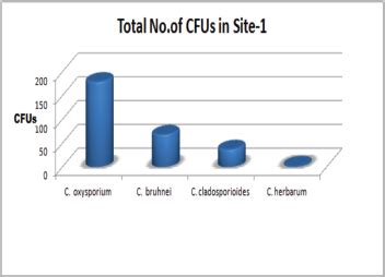 Report of the incidence of a new rare strain of Cladosporium species ...