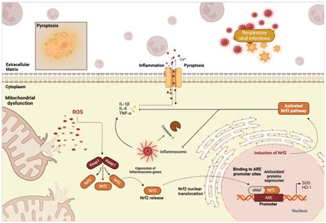 The Role of the Nrf2 Pathway in Airway Tissue Damage Due to Viral ...