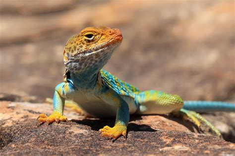 Image result for Lizard Dissection