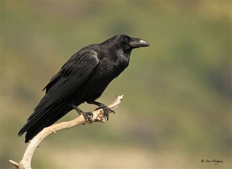 NATURANAFOTOS: Cuervo